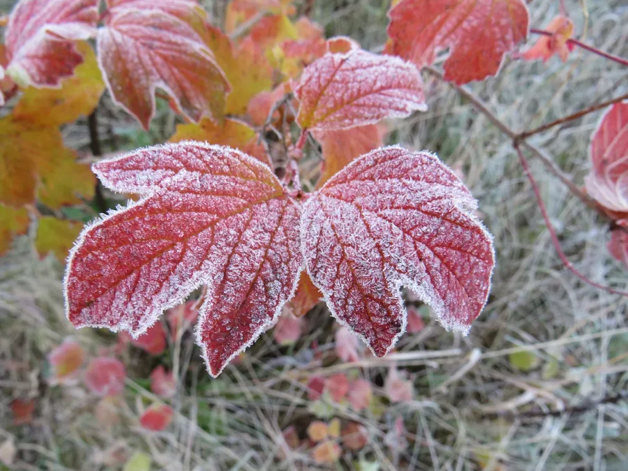 Прогнозируются очередные заморозки